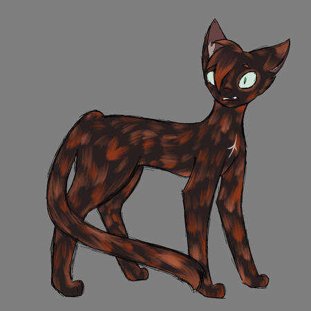 cat cat